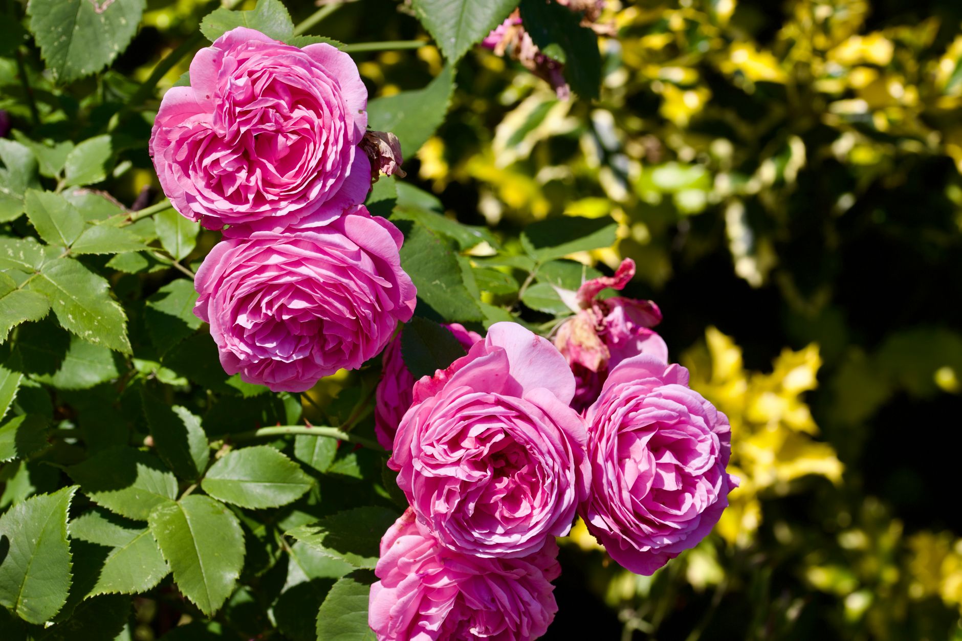 A lush walled garden UK to visit in summer, with climbing roses and overflowing herbaceous borders in warm afternoon light