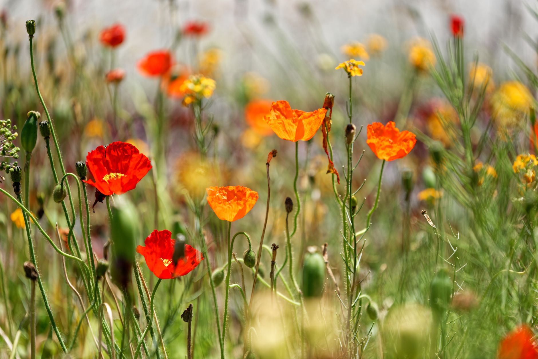 Colourful wildflower meadow in full summer bloom, perfect for UK summer walks