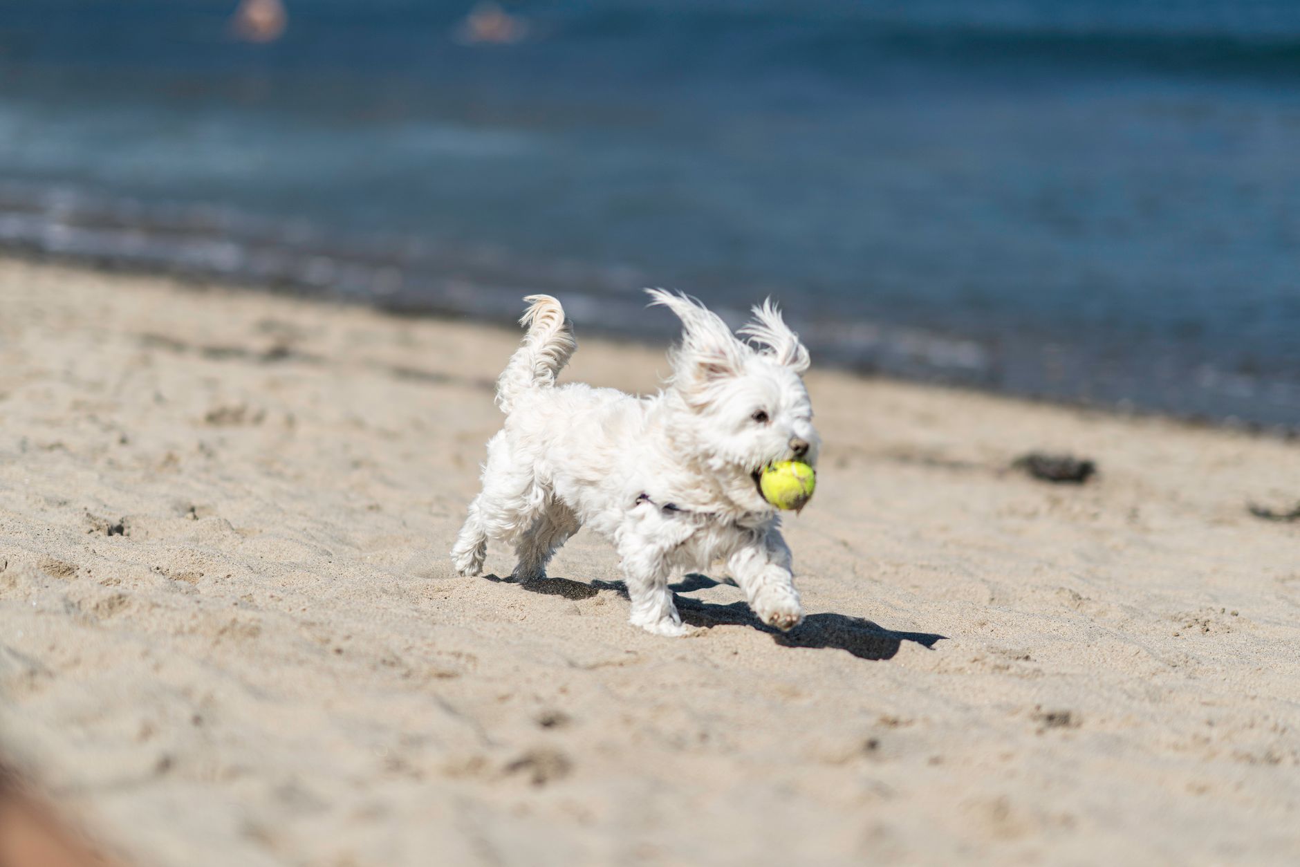 Barefoot and Happy: The UK’s Best Sandy Beaches That Are Dog-Friendly All Summer Long