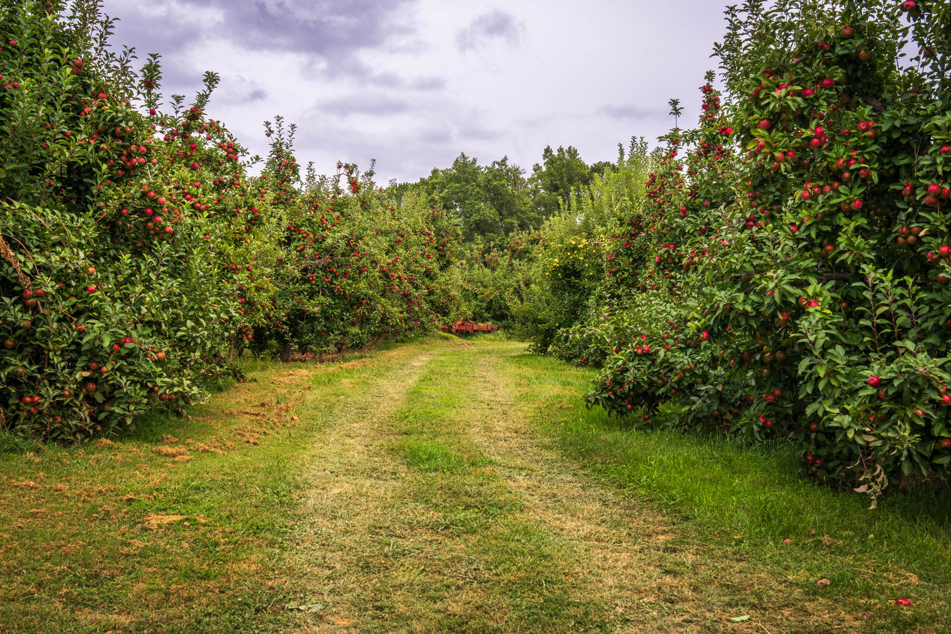 Sunsets, Ciders, and Countryside: The Best UK Orchards You Can Actually Visit This Summer